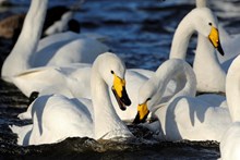 Whooper swan: Whooper swans ©Lorne Gill/NatureScot.