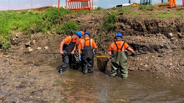 FIsh being caught in drained section of RIver Trent