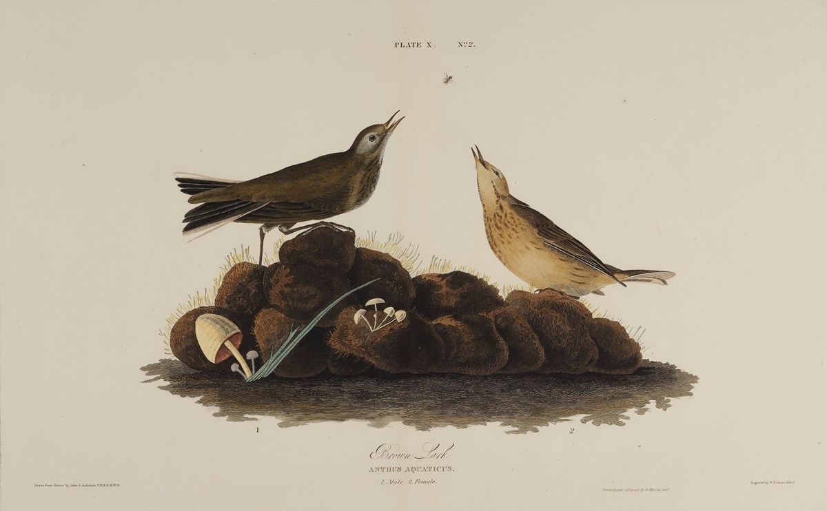 Print depicting Brown Larks from Birds of America, by John James Audubon. Image © National Museums Scotland