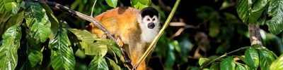 Taking the misery out of January – Saga Travel Group sees an 85% increase in getaways: Costa Rica National Parks, Nature & Wildlife with beach extension - Hero