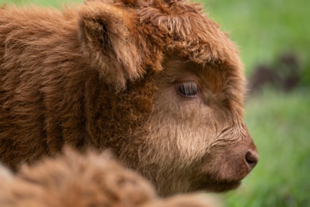 Highland calves at the National Museum of Rural Life. Photo © Chris James  (8)