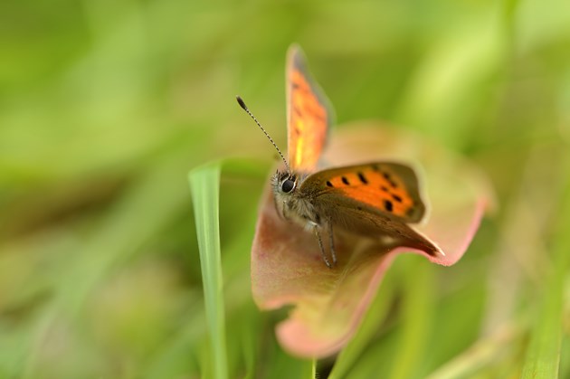 Small copper butterfly ©Lorne Gill SNH