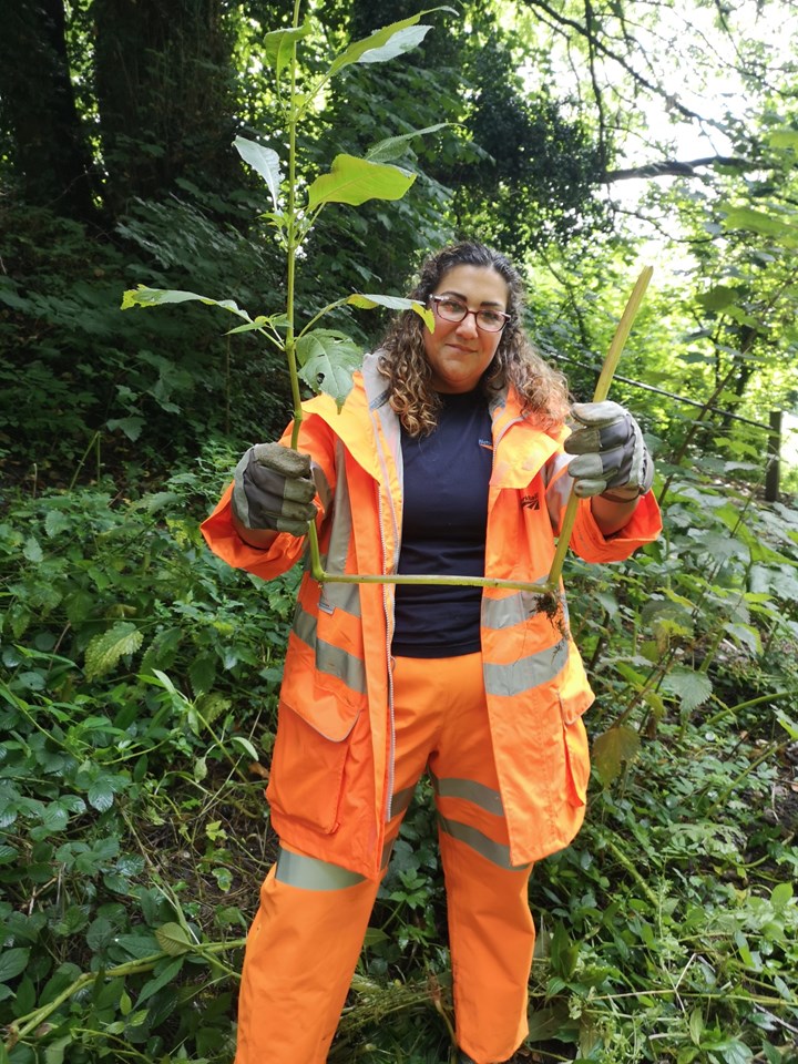 Network Rail community relations' Leila Evans holding pulled up Himalayan Balsam plant