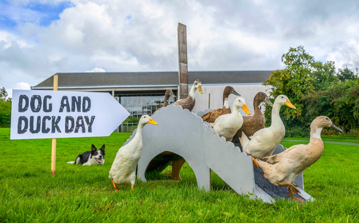 Dog&DuckDay-11
