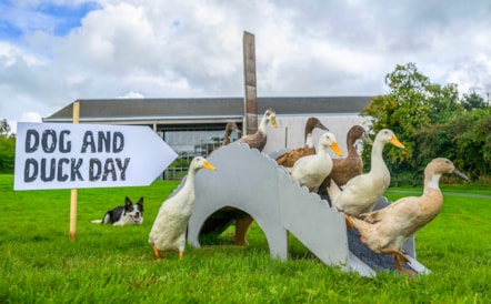 Dog&DuckDay-11