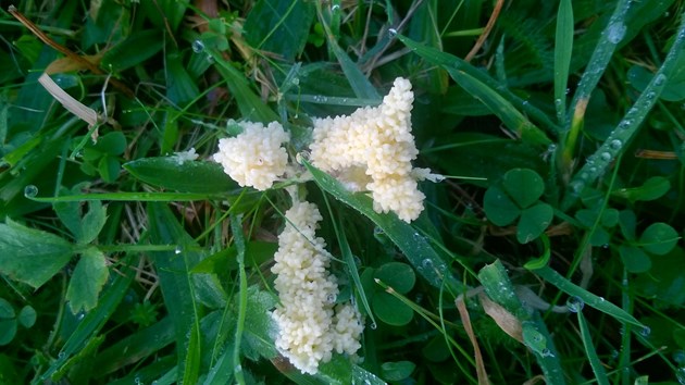 More people flock to St Cyrus national nature reserves in 2020: St Cyru - Slime moulds - December 2020-2