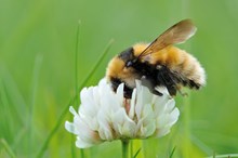 A Great Yellow bumblebee feeding on clover. Image credit Lorne Gill / NatureScot
