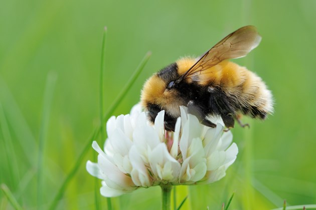 £4.2m lifeline for Scotland’s most vulnerable species: A Great Yellow bumblebee feeding on clover. Image credit Lorne Gill / NatureScot