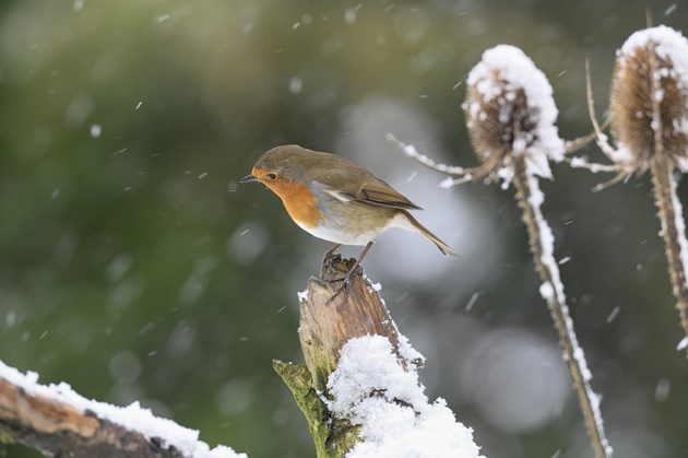 A robin (Erithacus rubecula) in the snow. Lorne Gill/NatureScot.