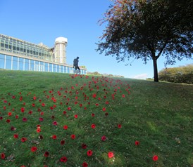Remembrance Day field of poppies - Embrook