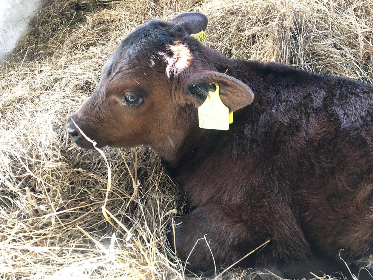 Home Farm's new arrivals: Home Farm at Temple Newsam has welcomed some new arrivals while the site is closed to the public.