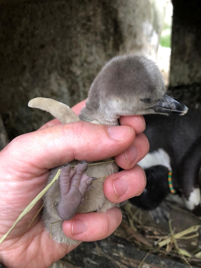 Lotherton penguin chicks: The penguin chicks at Lotherton when they were just a  couple of days old after hatching during lockdown,