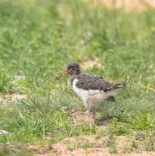 Oystercatcher chick by Marlies Nicolai: An oystercatcher chick standing on grassland. Image credit Marlies Nicolai.