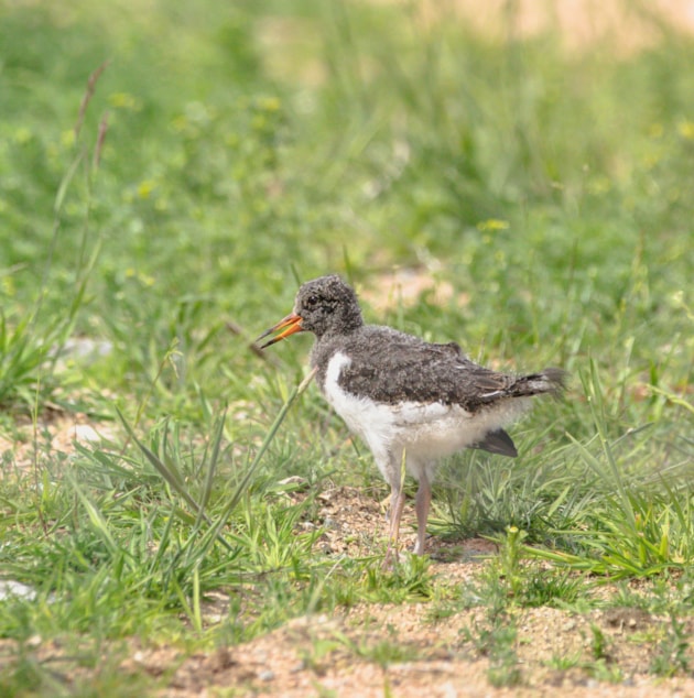 Oystercatcher chick by Marlies Nicolai: An oystercatcher chick standing on grassland. Image credit Marlies Nicolai.