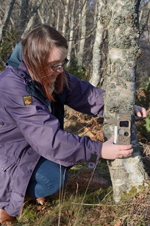 Scottish Wildcat Action - camera trap fitting.: Wildcat Action projects officers and volunteers, setting up camera traps at Cairngorms National Park in 2016. ©Lorne Gill/NatureScot