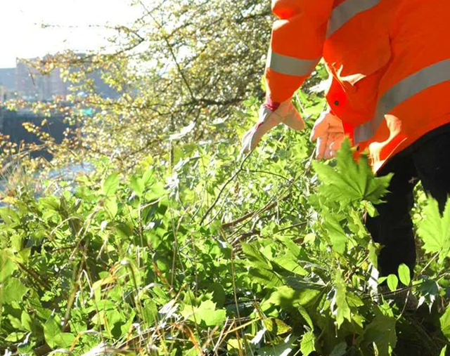 Final stage of railway vegetation clearance in the Falmouth area: Deveg