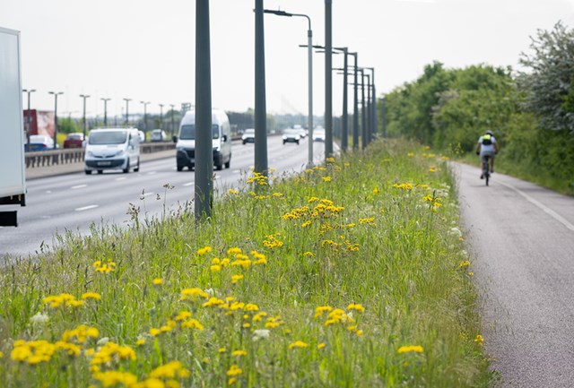 TfL Image - Yellow wildflowers next to path