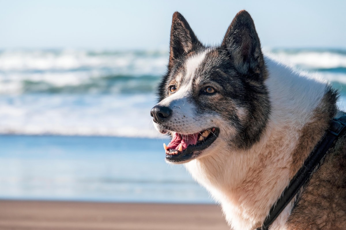 dog on beach