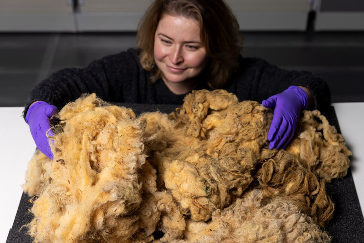 Curator Sophie Goggins with Dolly the Sheep fleece. Photo © Duncan McGlynn (12)