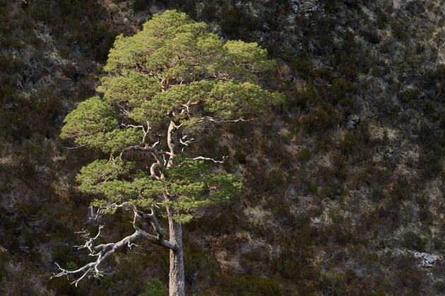 Scots pines growing beside the mountain trail at Beinn Eighe National Nature Reserve ©Lorne Gill SNH