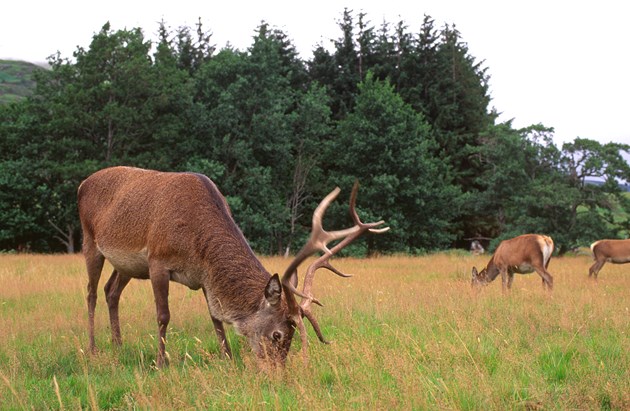Stirling deer project progress: Red deer stag and hinds (c) Lorne Gill/NatureScot