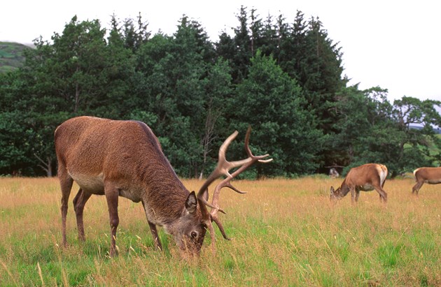 Warning of high risk of deer on roads: Red deer stag and hinds (c) Lorne Gill/NatureScot