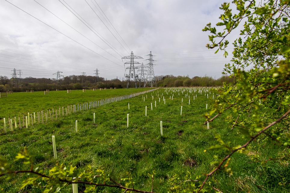 Some of the planted trees at the Sandsfield Road site: Some of the planted trees at the Sandsfield Road site