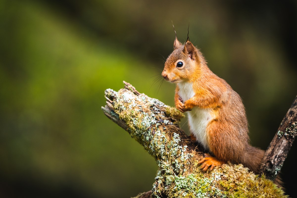 Red squirrel secret life of a forest