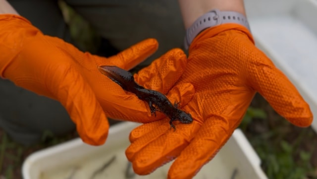 Win-win for great crested newts and railway engineers during major upgrades: Network Rail newts