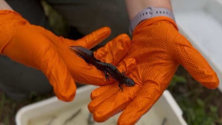 Win-win for great crested newts and railway engineers during major upgrades