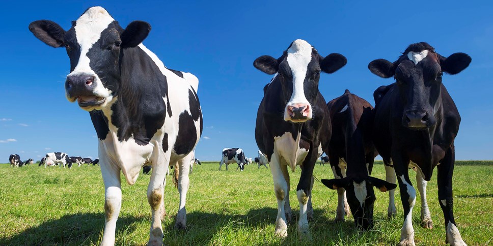 Cows on a sunny day