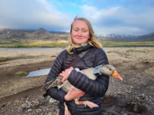 Anouk Fuhram of the Icelandic project team pictured with a tagged goose ©Halfdan Helgason/Icelandic Institute of Natural History