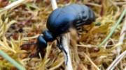 Short-necked Oil Beetle (c) Peadar O'Connell: Short-necked Oil Beetle (c) Peadar O'Connell