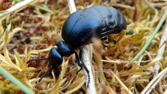 Buglife launches Scottish Oil Beetle Hunt for 2024 as part of the Species on the Edge programme: Short-necked Oil Beetle (c) Peadar O'Connell