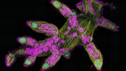 juvenile sea slug microscopy: juvenile sea slug microscopy