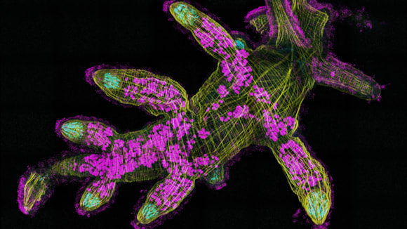 Aberdeen researcher awarded prestigious $1.2M international grant to uncover how new traits evolve: juvenile sea slug microscopy