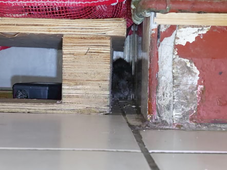 rat found on the premises of Jay Indian House