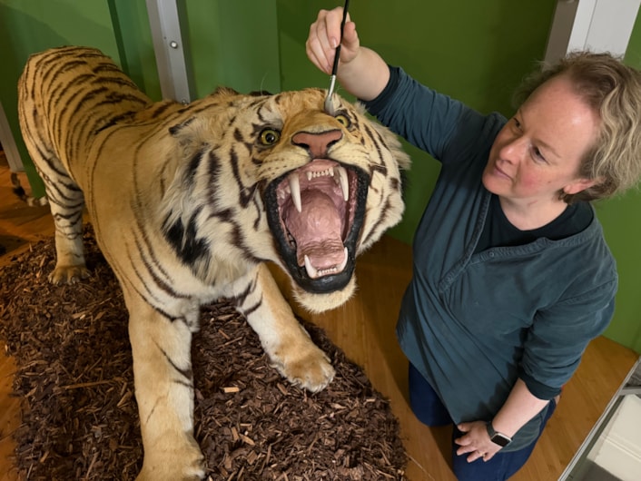Leeds tiger taxidermy: Curators Clare Brown (pictured) and Sarah Burhouse were on site at Leeds City Museum carrying out meticulous checks for dust and the types of tiny pests which can be harmful to vintage taxidermy, before undertaking a delicate clean of some unique and historically significant exhibits.
The gigantic Bengal tiger, thought to be one of the biggest taxidermy mounts of its kind anywhere in the world, was among a selection of the museum’s most precious and historic specimens being conserved in the museum’s spectacular Life on Earth Gallery.