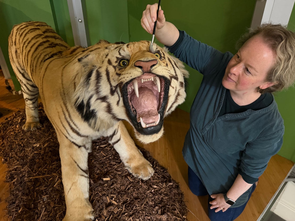 Leeds tiger taxidermy: Curators Clare Brown (pictured) and Sarah Burhouse were on site at Leeds City Museum carrying out meticulous checks for dust and the types of tiny pests which can be harmful to vintage taxidermy, before undertaking a delicate clean of some unique and historically significant exhibits.
The gigantic Bengal tiger, thought to be one of the biggest taxidermy mounts of its kind anywhere in the world, was among a selection of the museum’s most precious and historic specimens being conserved in the museum’s spectacular Life on Earth Gallery.