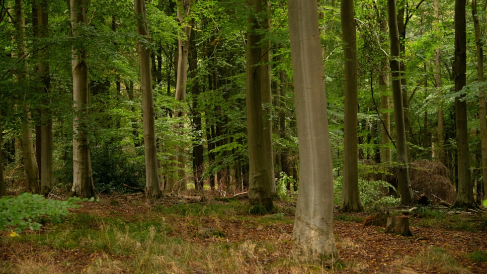 Harrison Woodlands 1880084 Credit Philip Formby WTML