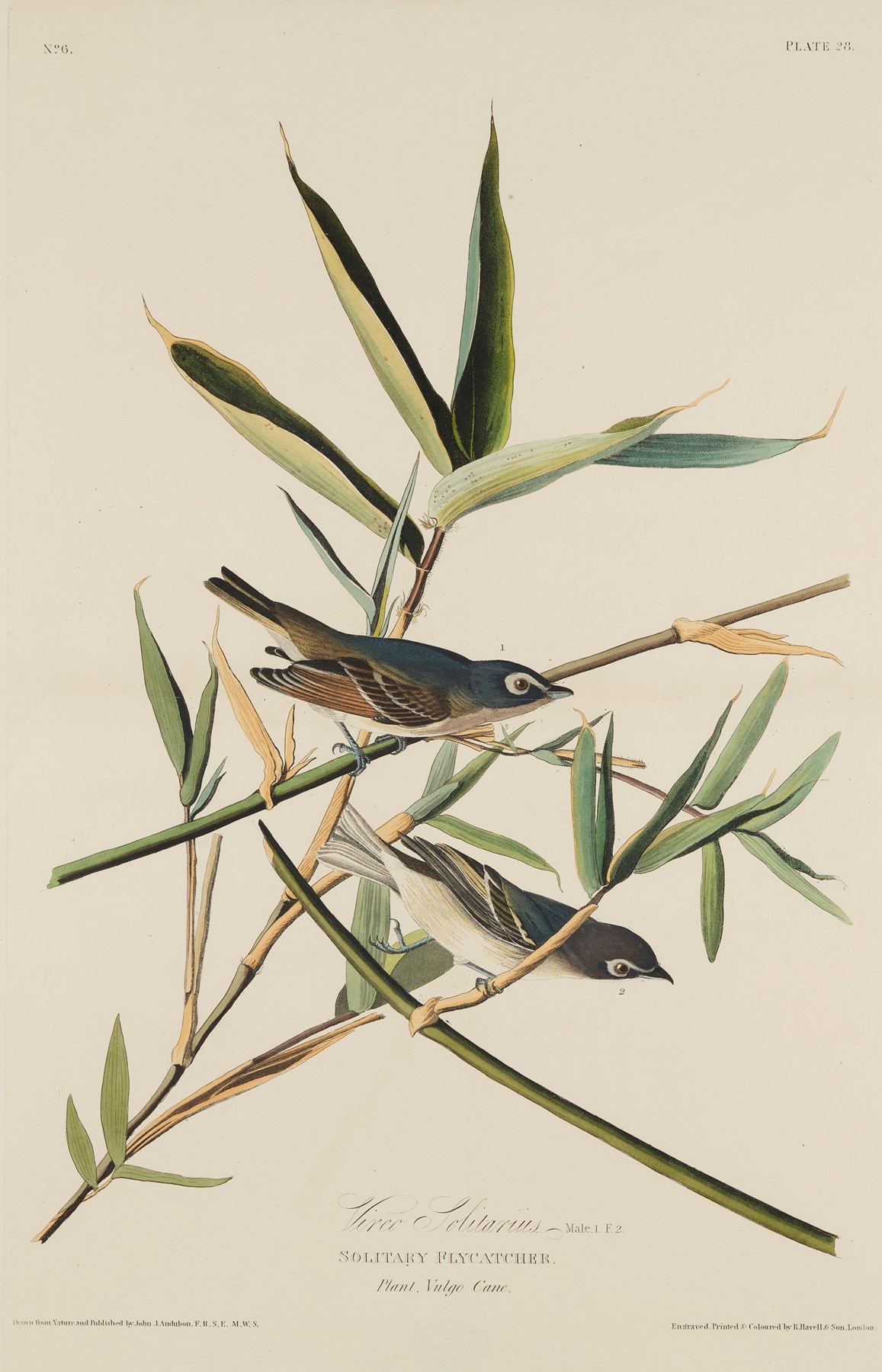 Print depicting Solitary Flycatchers from Birds of America, by John James Audubon. Image © National Museums Scotland