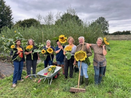 sunflowers