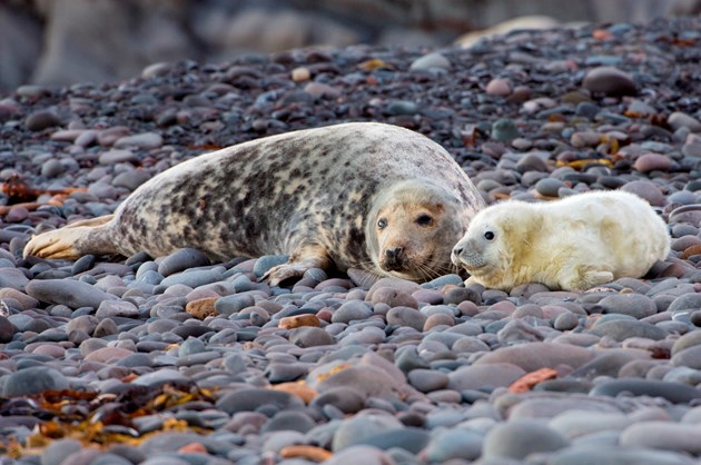 Grey seal cow and pup: Free use. Please credit Scottish Natural Heritage (SNH).