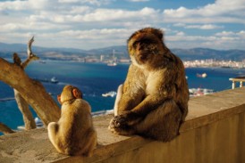 SHP Barbary Apes SOA EXT 17534