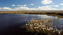 Cottongrass and a peatland lochan at The Flows NNR, Forsinard. ©Lorne Gill/NatureScot
