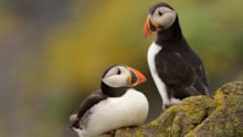 Puffins on the Isle of May NNR cropped: Puffins on the Isle of May NNR cropped