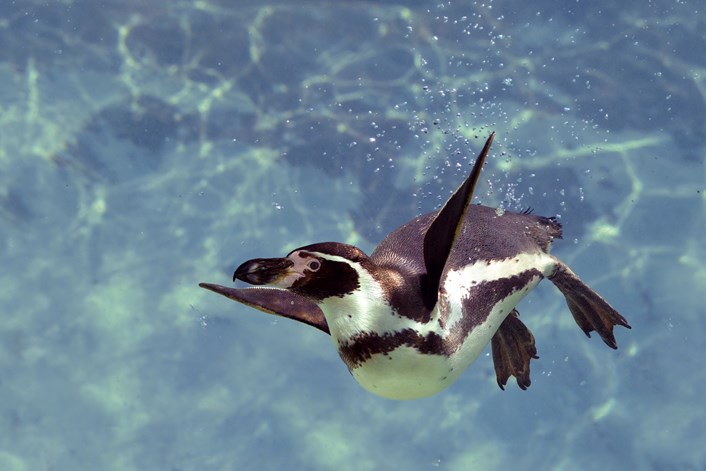 Work set to start on new Lotherton Wildlife World: penguininwatershutterstock-169228451.jpg