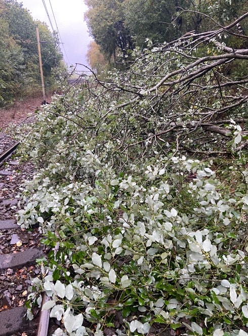 Fallen tree on the line  - Hadfield (24 Oct)