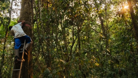 University of Cumbria academic contributes expertise on seed dispersal to new Amazon rainforest study