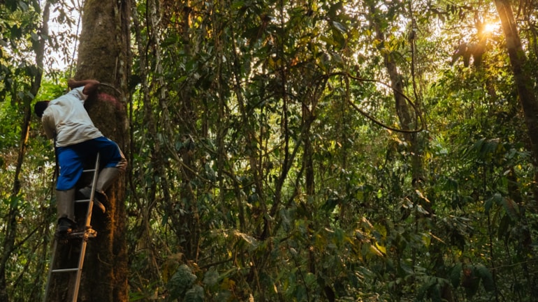 University of Cumbria academic contributes to a new Amazon rainforest study